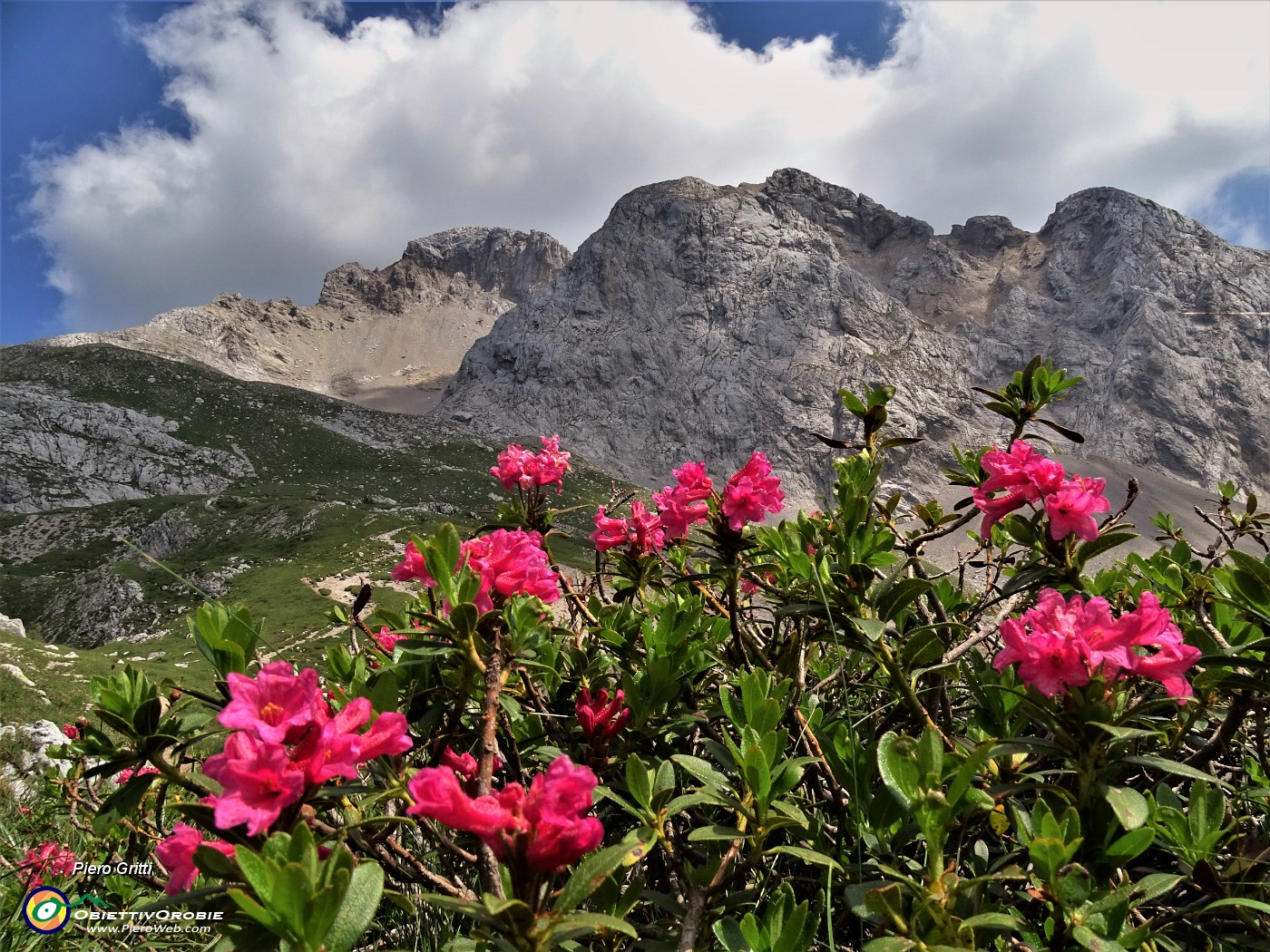 52 Rhododendron hirsutum (Rododendro irsuto) con vista in Arera.JPG